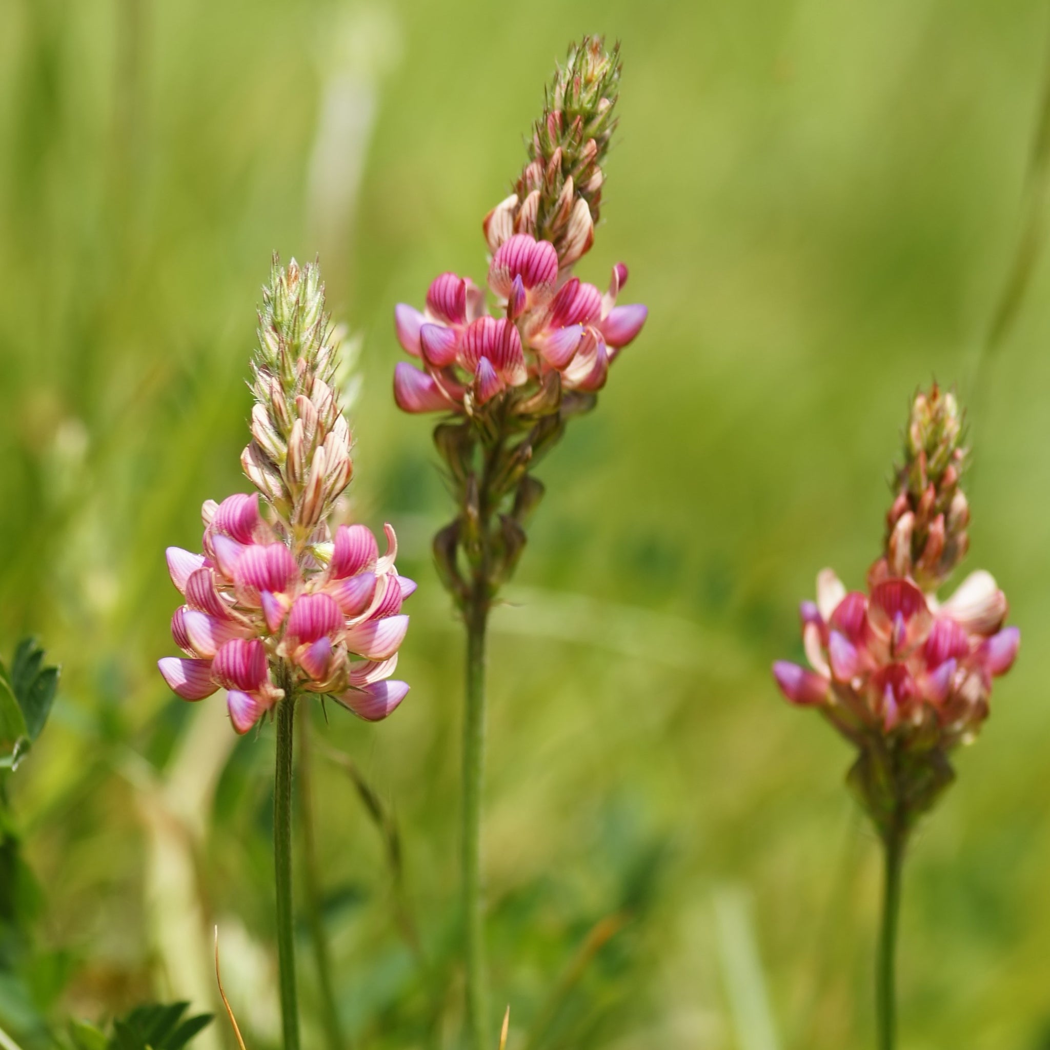 Saat-Esparsette (Onobrychis viciifolia) – FuturePlanter