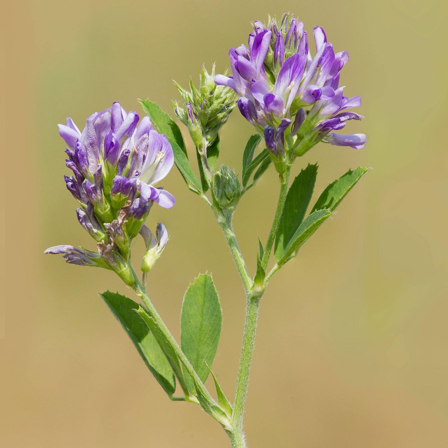 Saat-Luzerne (Medicago sativa) – FuturePlanter