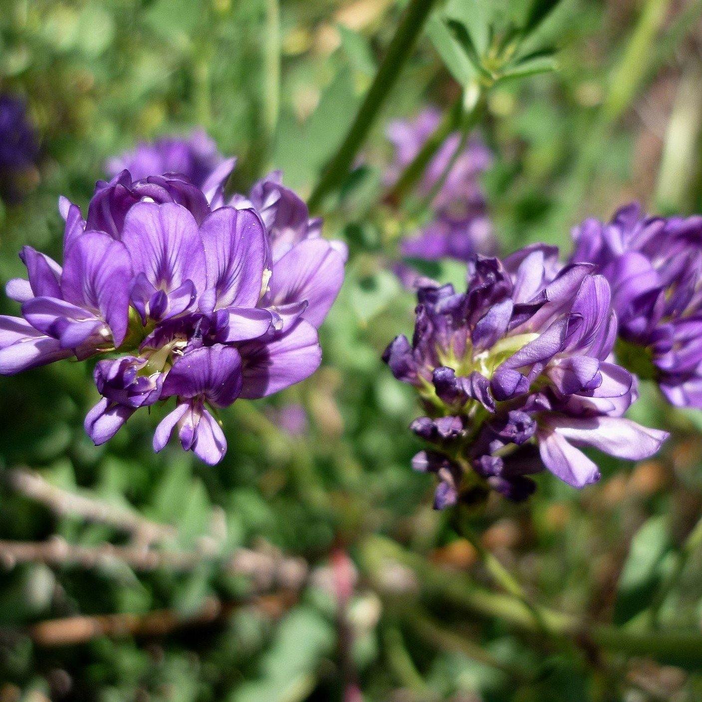 Saat-Luzerne (Medicago sativa) – FuturePlanter
