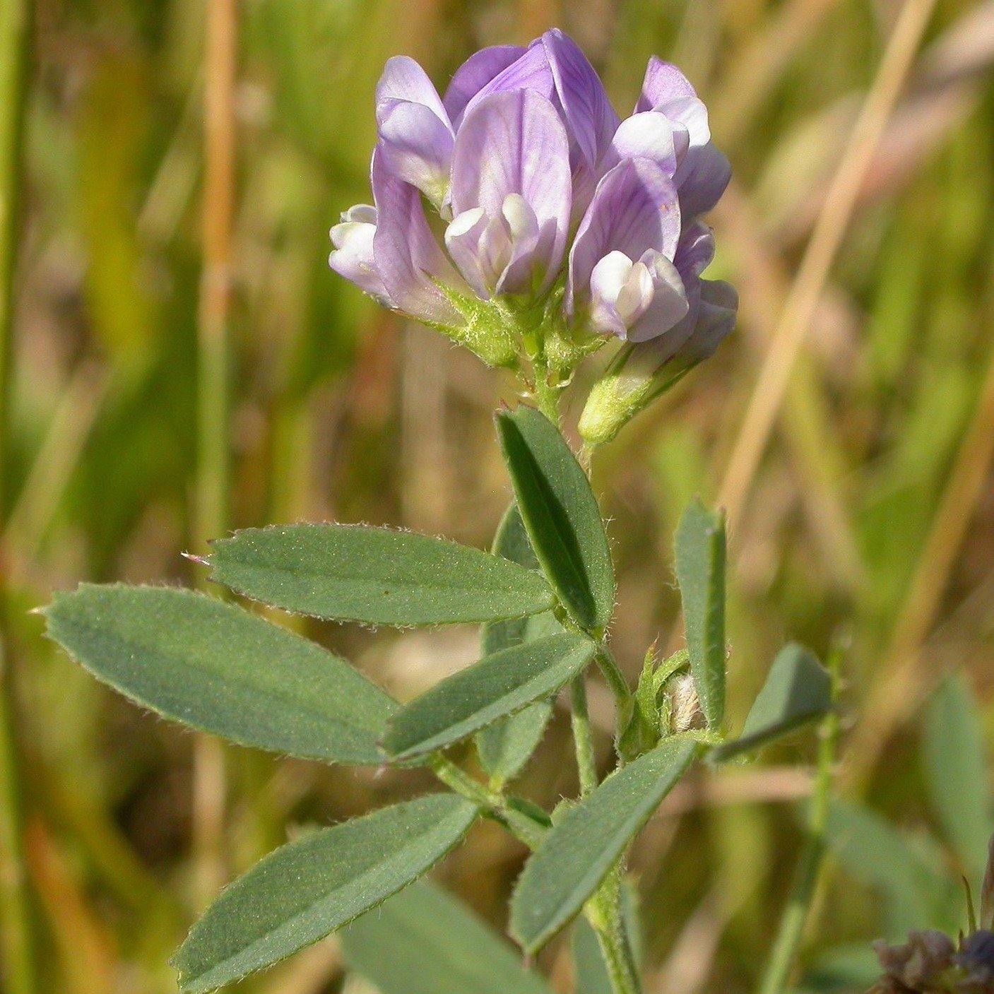 Saat-Luzerne (Medicago sativa) – FuturePlanter