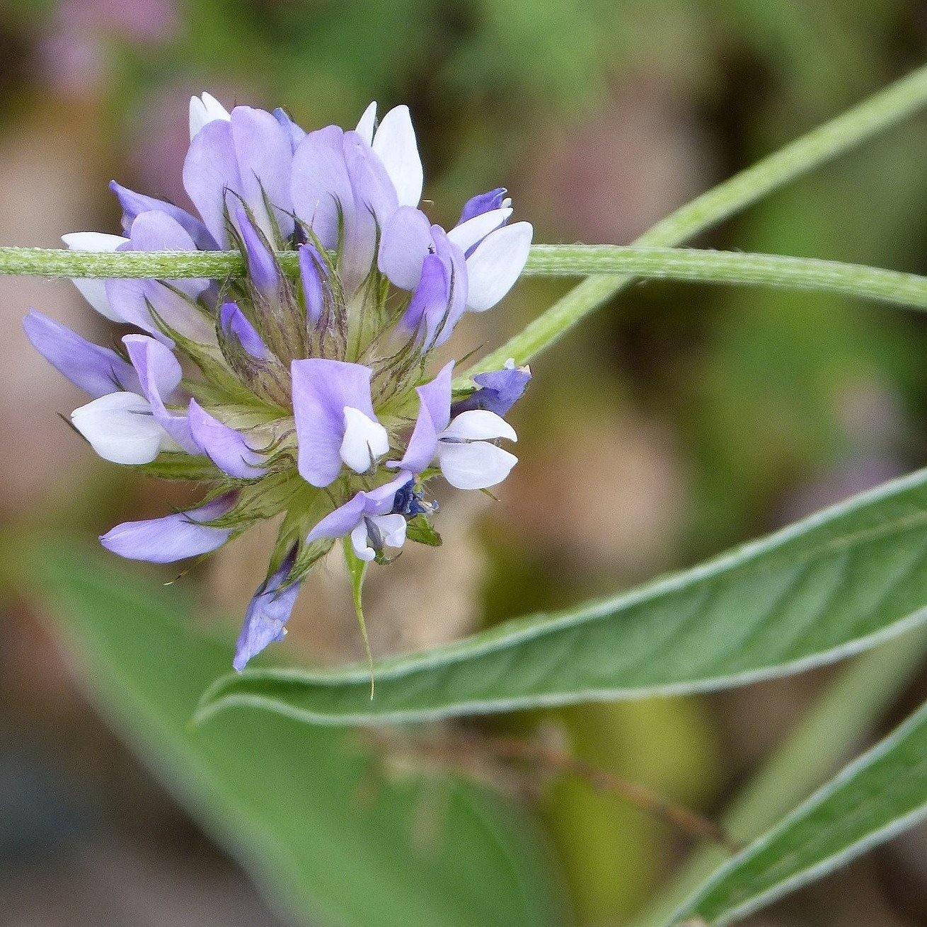 Saat-Luzerne (Medicago sativa) – FuturePlanter
