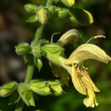 Lade das Bild in den Galerie-Viewer, Klebrige Salbei (Salvia glutinosa)
