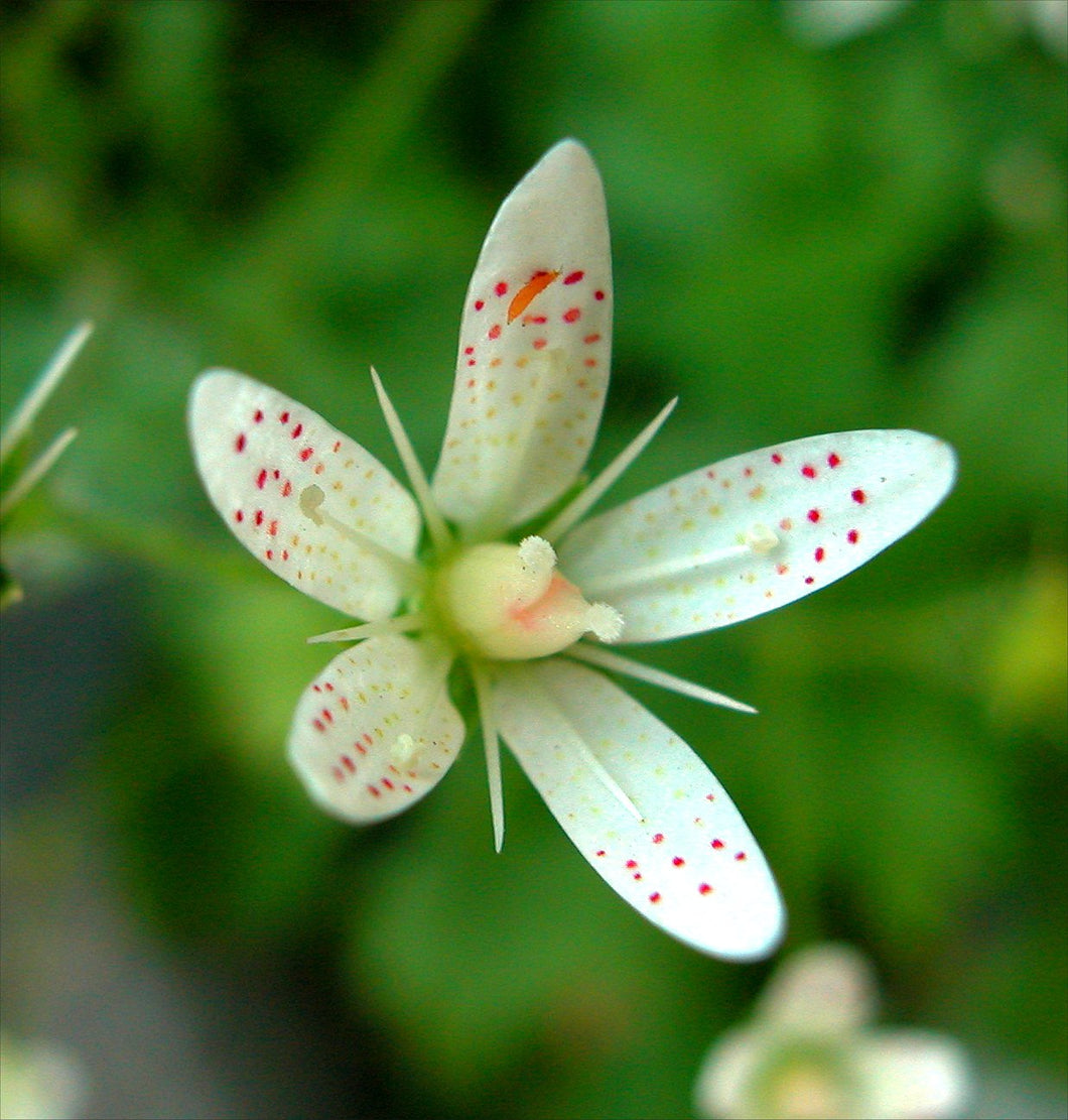 Rundblättriger Steinbrech (Saxifraga rotundifolia)