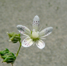 Lade das Bild in den Galerie-Viewer, Rundblättriger Steinbrech (Saxifraga rotundifolia)
