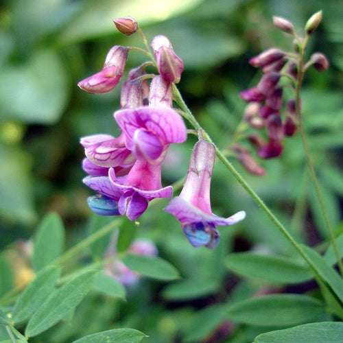 Schwärzende Platterbse (Lathyrus niger )