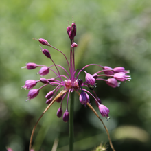 Lade das Bild in den Galerie-Viewer, Kiel-Lauch (Allium carinatum)
