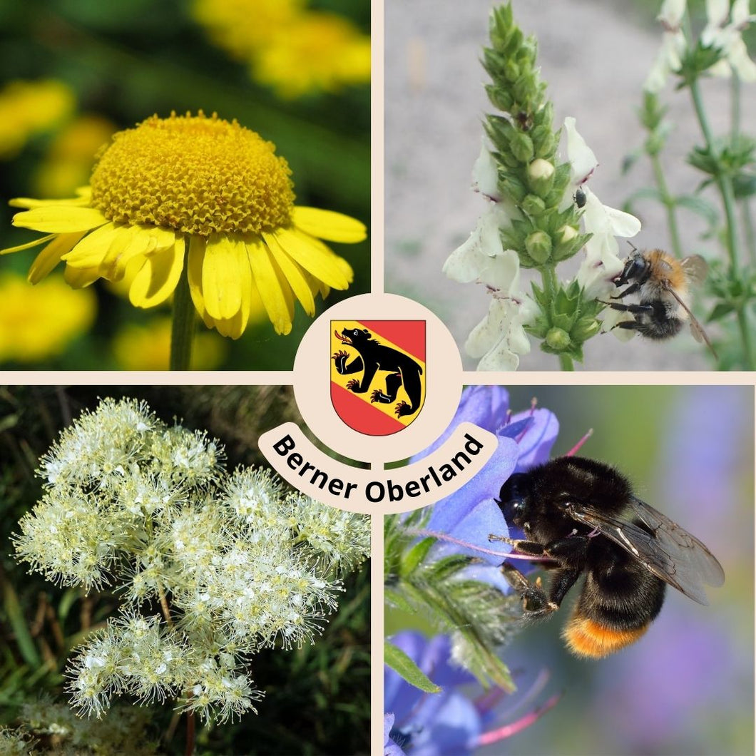 Berner Oberland Bienenparadies - Wildstauden-Set für mehr Artenvielfalt