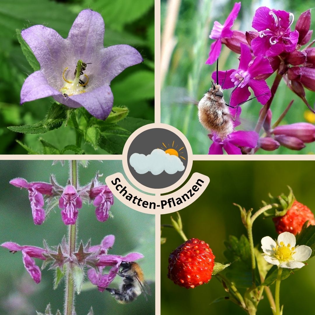 "Schatten Pflanzen" WildstaudenSet für Balkon und Garten FuturePlanter
