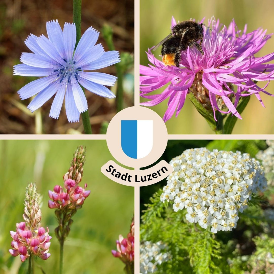 Blühende Artenvielfalt für Luzern - Das Wildstauden-Set zur Rettung von bedrohten Wildbienen und Schmetterlingen