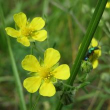 Lade das Bild in den Galerie-Viewer, Silber-Fingerkraut (Potentilla argentea)
