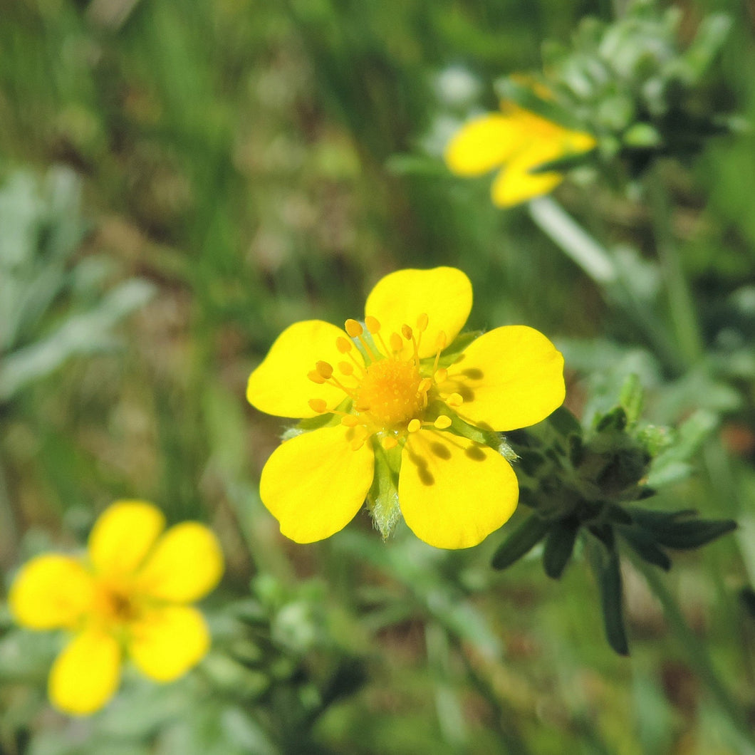 Silber-Fingerkraut (Potentilla argentea)