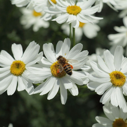 Straussblütige Margerite (Tanacetum corymbosum)