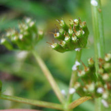 Lade das Bild in den Galerie-Viewer, Sumpf-Haarstrang (Peucedanum palustre)
