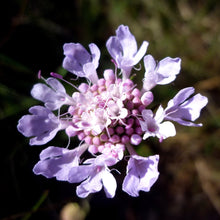 Lade das Bild in den Galerie-Viewer, Tauben-Skabiose (Scabiosa columbaria)
