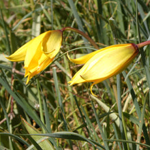 Lade das Bild in den Galerie-Viewer, Weinberg-Tulpe (Tulipa sylvestris)  Bio Blumenzwiebeln
