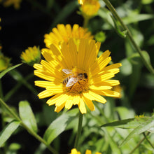 Lade das Bild in den Galerie-Viewer, Weidenblättriges Rindsauge (Buphthalmum salicifolium)
