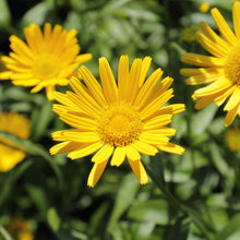 Lade das Bild in den Galerie-Viewer, Weidenblättriges Rindsauge (Buphthalmum salicifolium)
