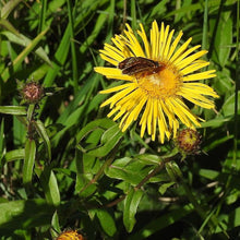 Lade das Bild in den Galerie-Viewer, Weidenblättriger Alant (Inula salicina)
