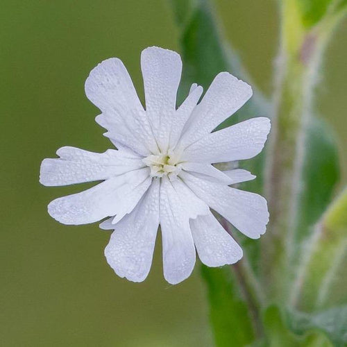 Weisse Lichtnelke (Silene pratensis)