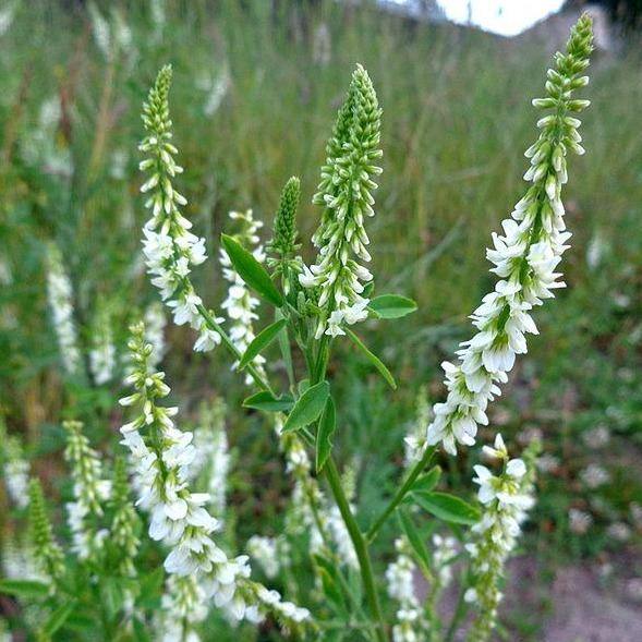 Weisser Steinklee (Melilotus albus) – FuturePlanter