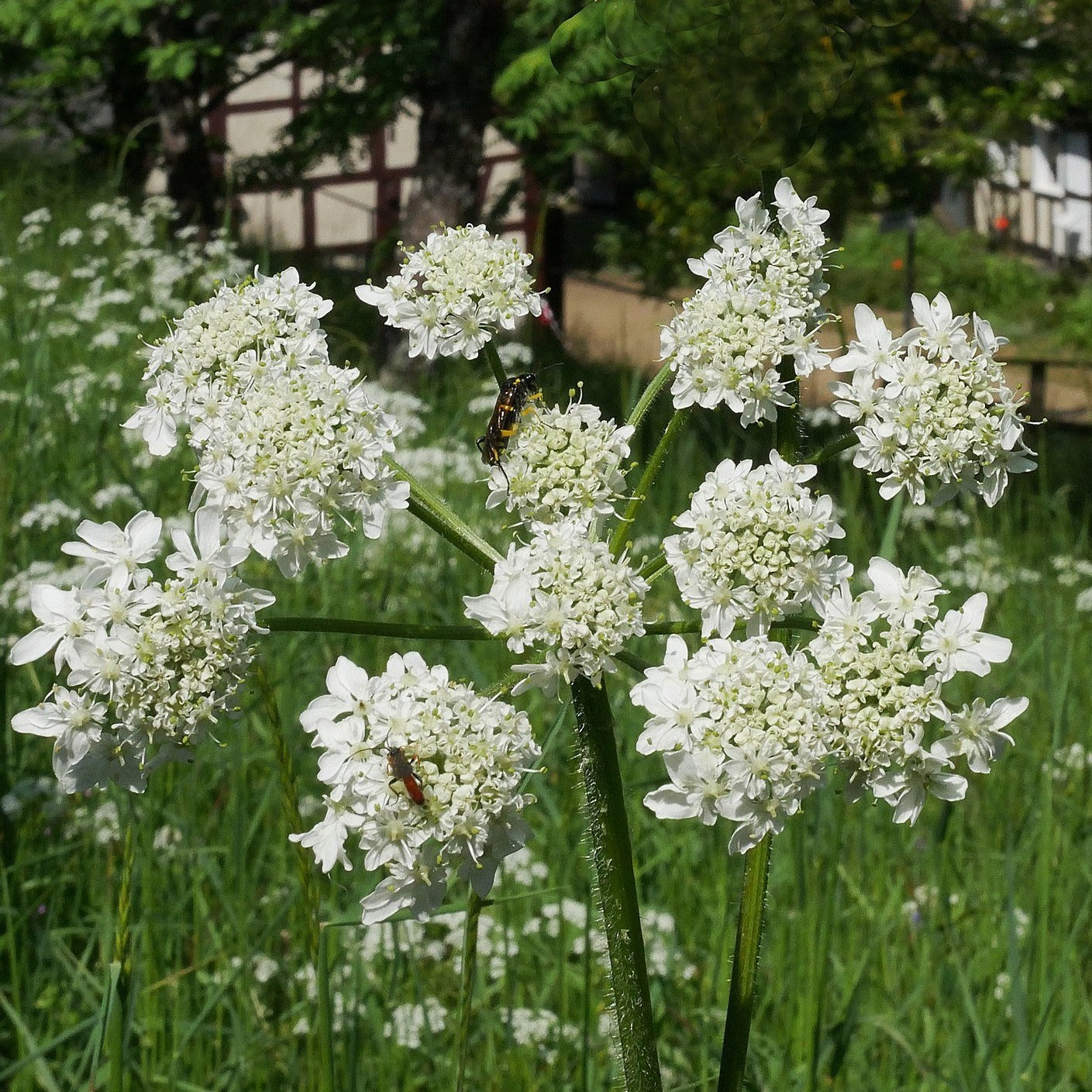 Wiesen-Brenklau Heracleum Sphondylium 10+ Samen  Natrliche Wildpflanze  Fr Garten Und Wiese