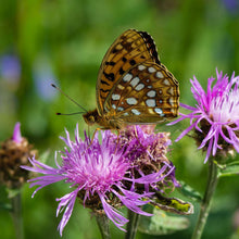 Lade das Bild in den Galerie-Viewer, Blühende Artenvielfalt für Luzern - Das Wildstauden-Set zur Rettung von bedrohten Wildbienen und Schmetterlingen
