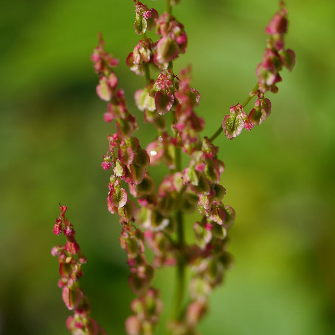 Wiesen Sauerampfer Rumex Acetosa FuturePlanter wiesen-sauerampfer-rumex-acetosa-futureplanter