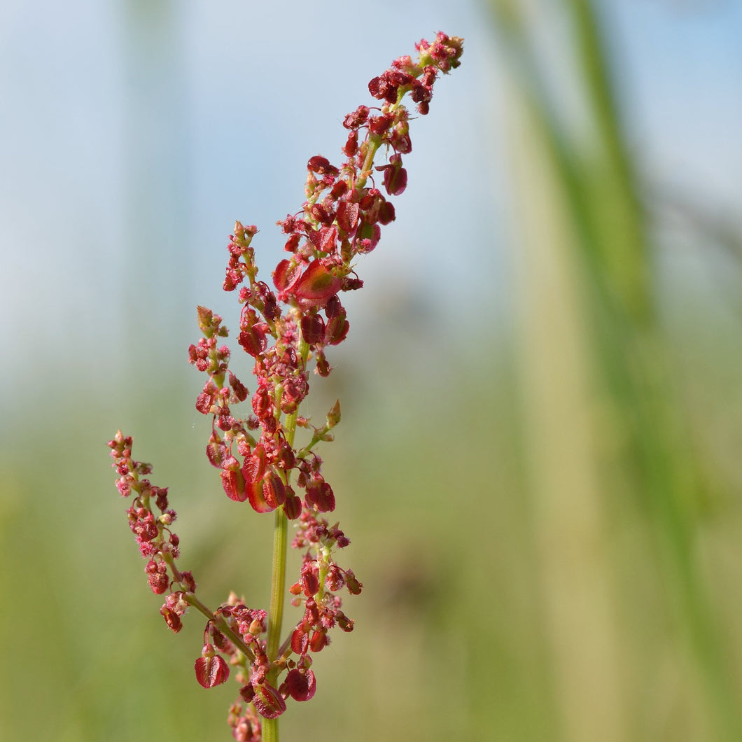Wiesen Sauerampfer Rumex Acetosa FuturePlanter wiesen-sauerampfer-rumex-acetosa-futureplanter