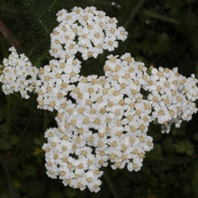 Lade das Bild in den Galerie-Viewer, Wiesen-Schafgarbe (Achillea millefolium)
