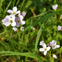 Lade das Bild in den Galerie-Viewer, Wiesen-Schaumkraut (Cardamine pratensis)
