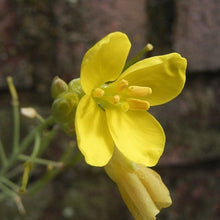 Lade das Bild in den Galerie-Viewer, Wilde Rauke (Diplotaxis tenuifolia)

