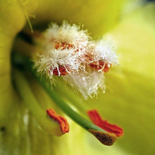 Lade das Bild in den Galerie-Viewer, Windblumen-Königskerze (Verbascum phlomoides)
