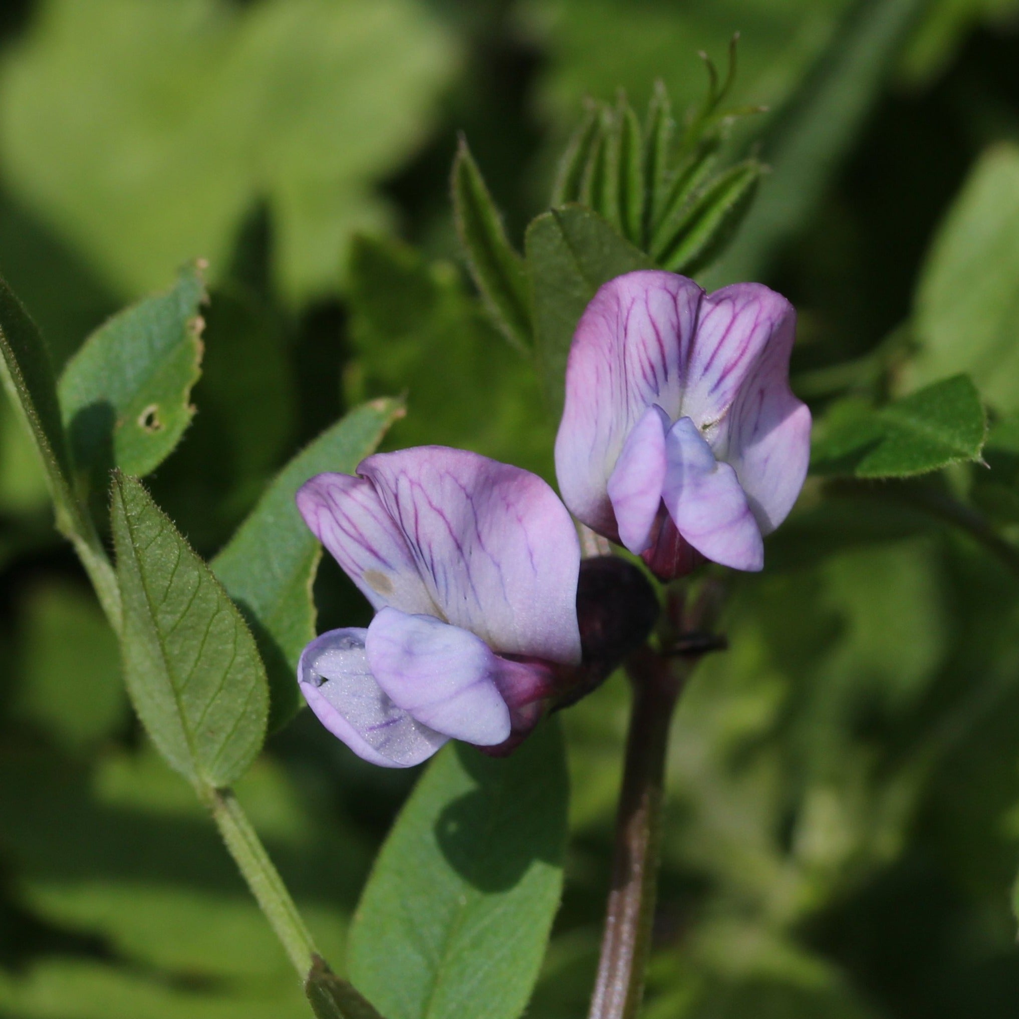 Zaun Wicke Vicia Sepium FuturePlanter zaun-wicke-vicia-sepium-futureplanter