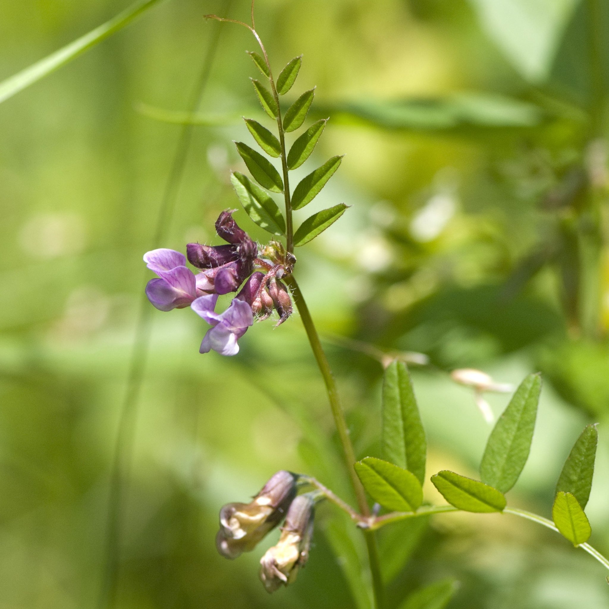 ZaunWicke (Vicia sepium) FuturePlanter