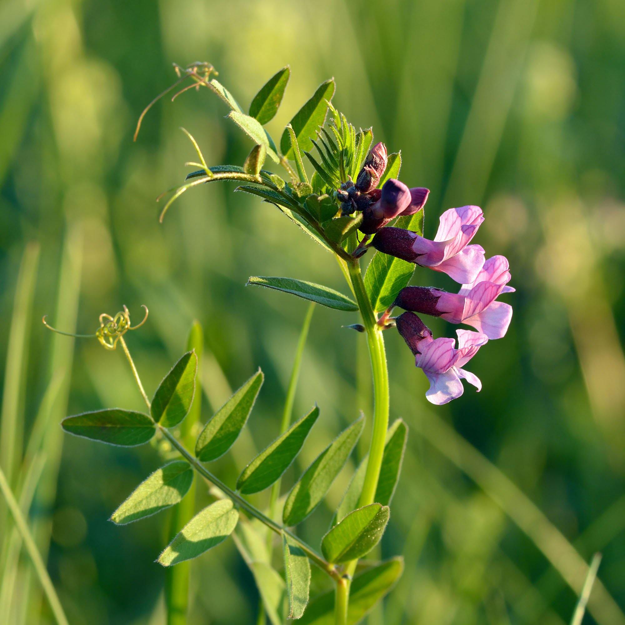 Zaun Wicke Vicia Sepium FuturePlanter zaun-wicke-vicia-sepium-futureplanter